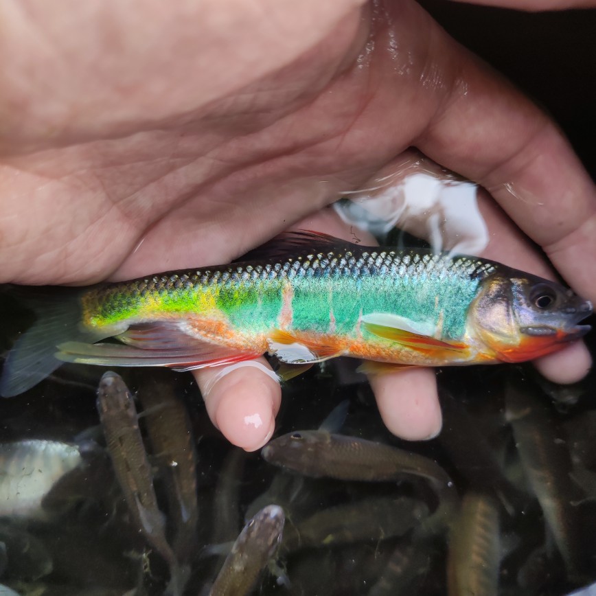 观赏鱼 原生鱼长鳍鱲 宽鳍鱲冷水鱼