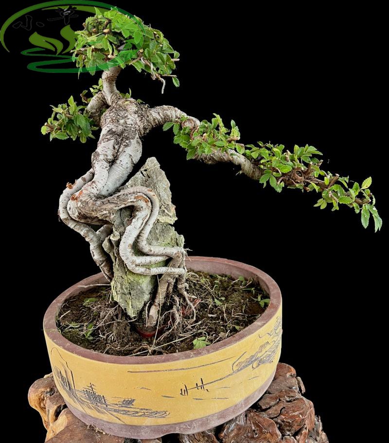 提根附石榆树盆景造型漂亮耐寒好养小叶榆