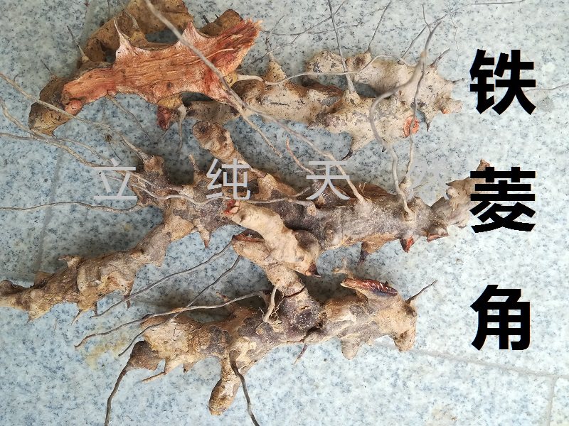 野生新鲜菝葜根金钢刺藤树根铁菱角500克大别山中药材另有红果