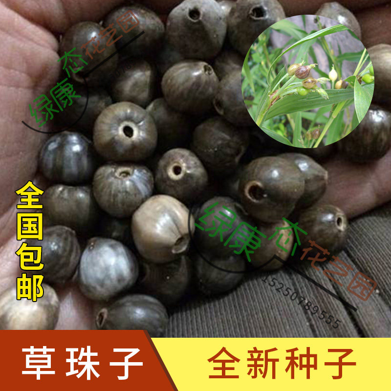 散装出售 草珠子种子 停扣子 汀扣子 五谷子 佛珠子 草菩提  包邮