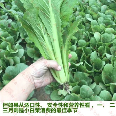 蔬菜四季青梗小白菜种子快菜青帮白菜种子阳台盆栽青菜青菜籽包邮