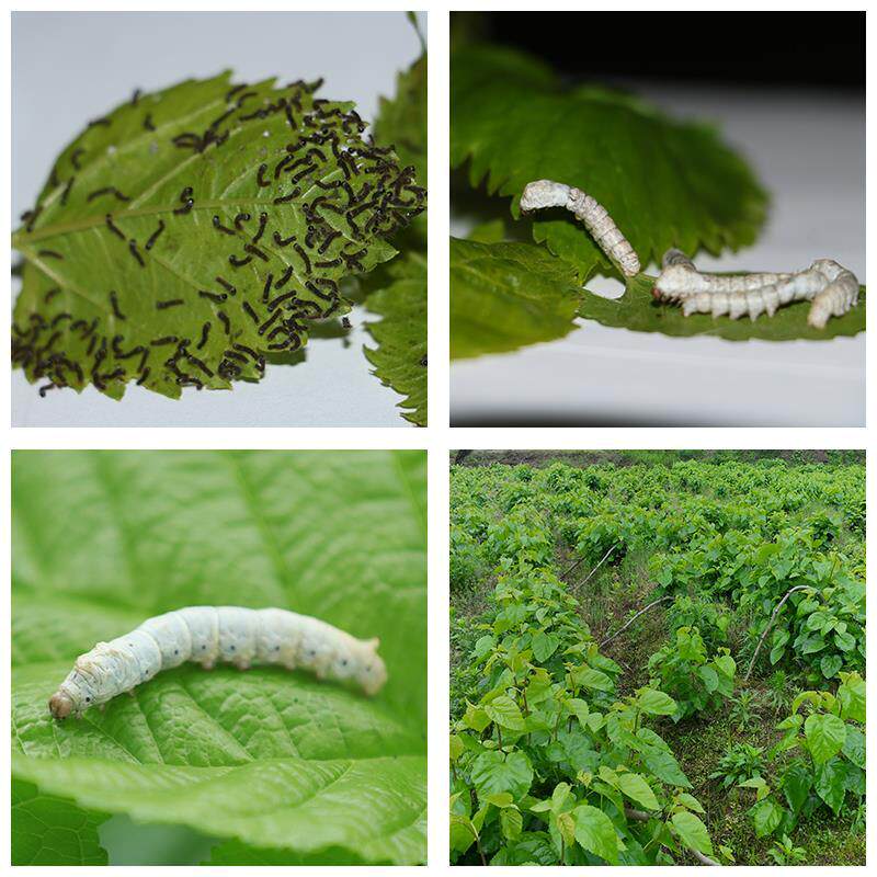 蚕宝宝活体春蚕幼虫活物1龄2龄大蚕学生养蚕套装七彩蚕蚕卵嫩桑叶