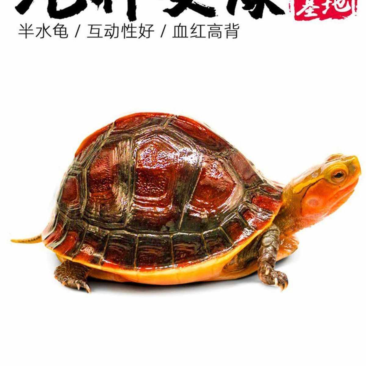 皖南安缘