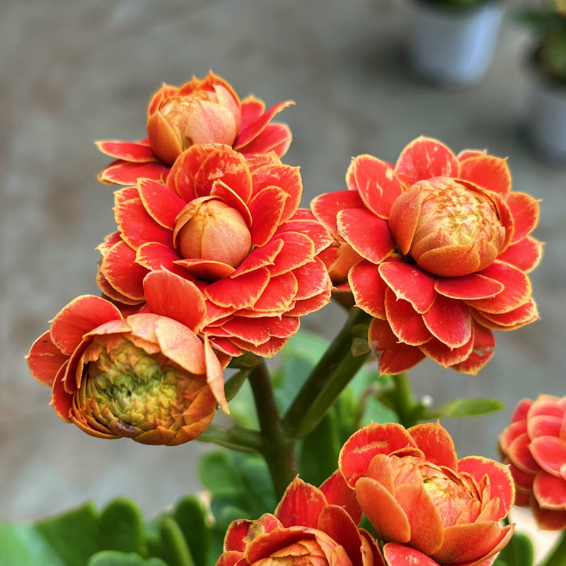 进口长寿花金狐狸超级女神洛尚女神重瓣红金边新品日内瓦超级玛丽