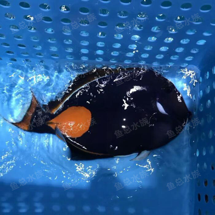 鸡心鱼总水族海水活体素食海藻鱼倒深海咸水鱼