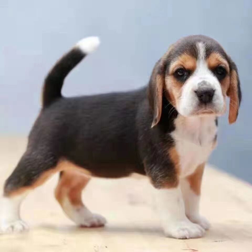 比格犬幼犬活体活物狗狗大耳朵金毛拉布拉多德牧边牧罗威纳混血狗