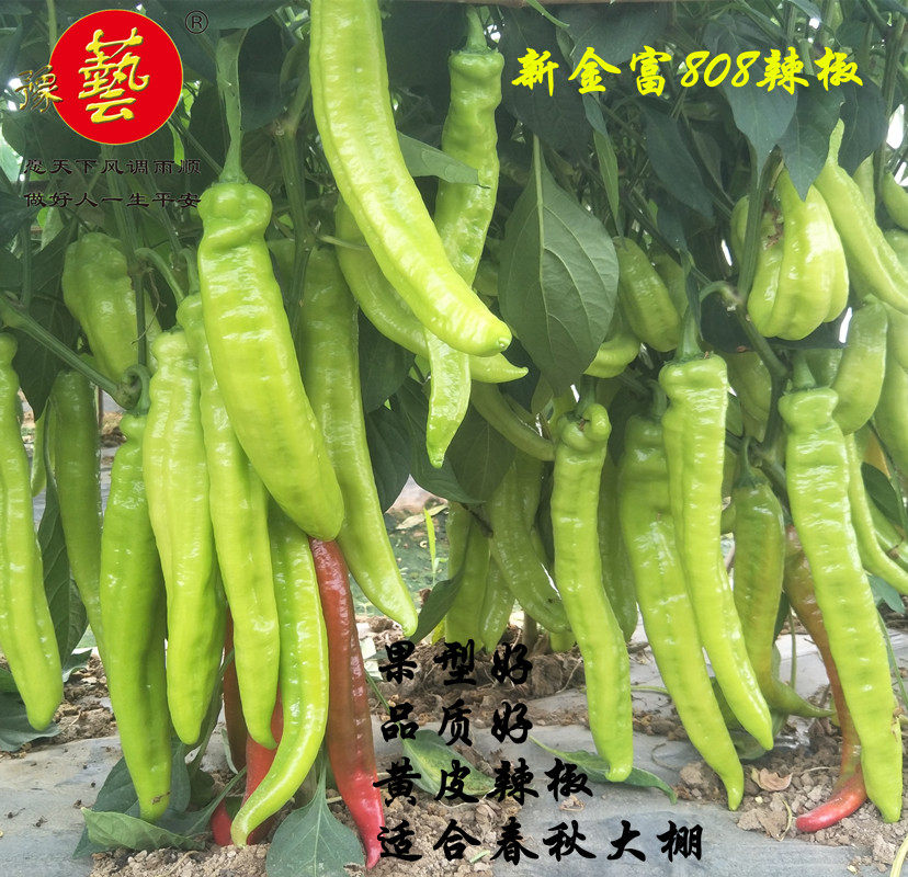 新金富808辣椒种子豫艺种业黄皮尖椒羊角椒1000粒春秋棚厂家直销