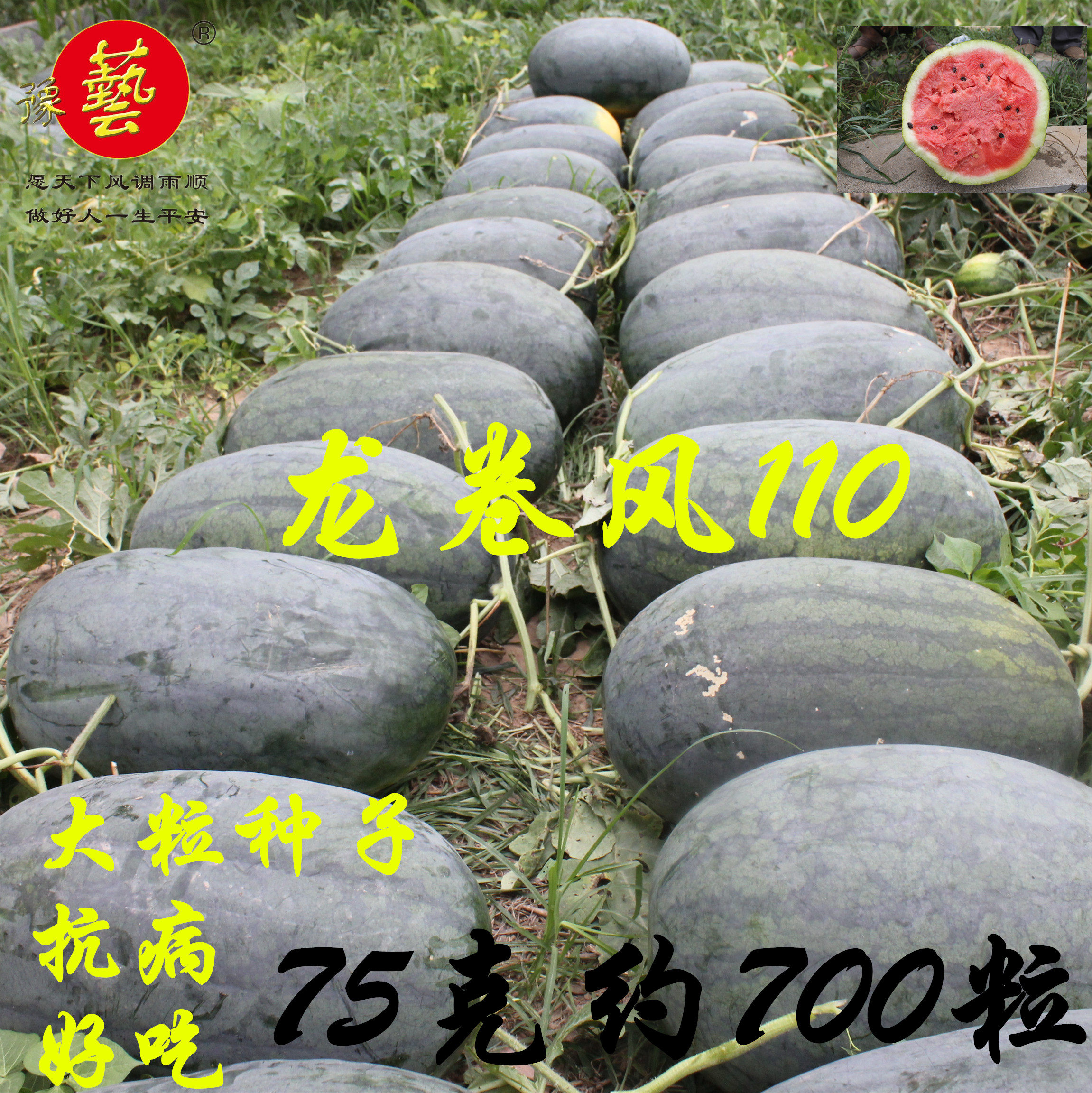 豫艺种业西瓜种子龙卷风110大籽龙卷风类型抗病强露地西瓜75克