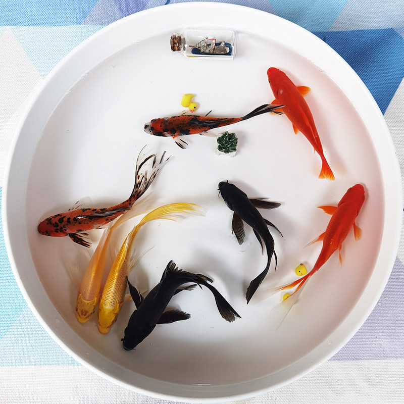 招财黄金纯黑活体龙凤长尾转运锦鲤不加温观赏鱼淡水宠物小练手鱼