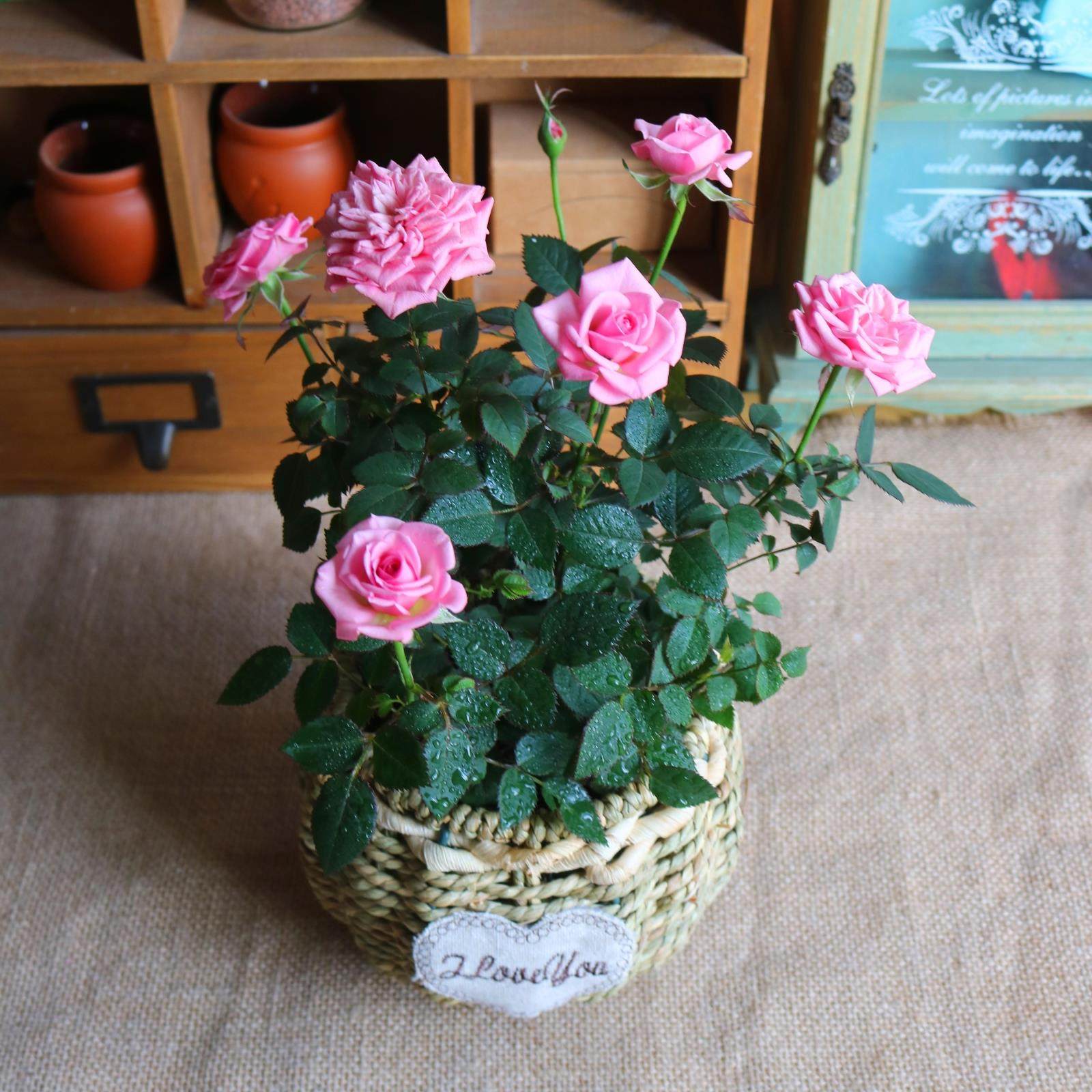 庭院室内绿植花卉小玫瑰盆栽草编花篮花盆篮子竹篮种好发货满包邮