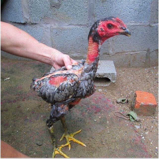 斗鸡小鸡半斤一斤越南纯种鬼子斗鸡中原成年纯种盖沙斗鸡活体