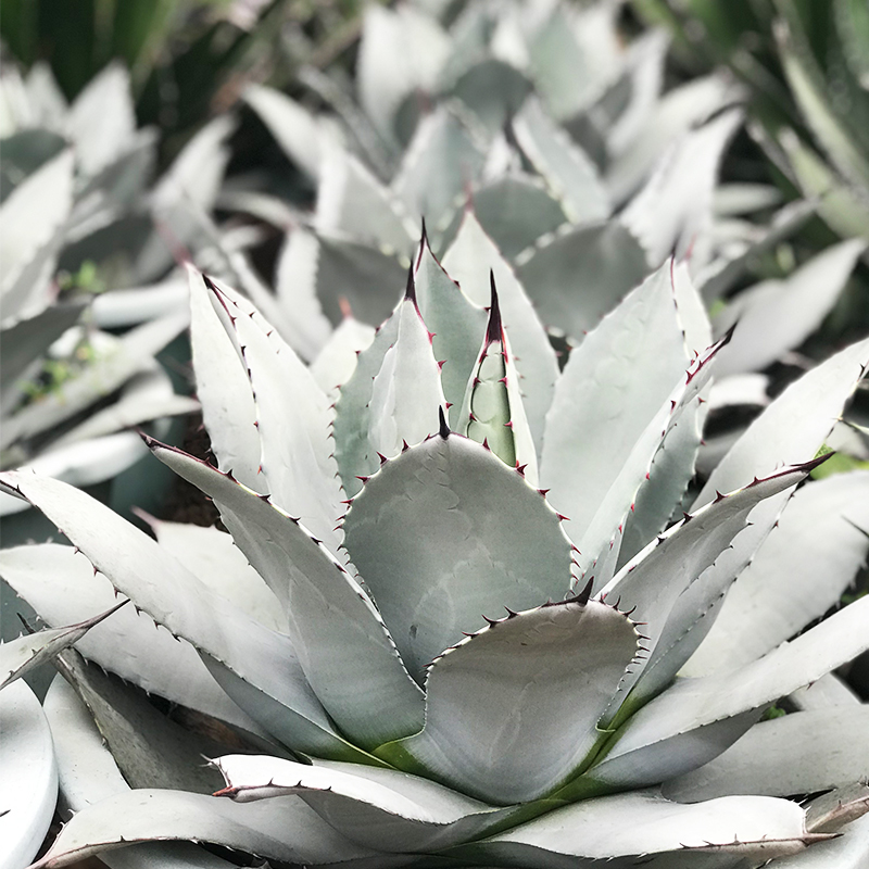 芊朵园沙生植物-虚空藏龙舌兰植物大型