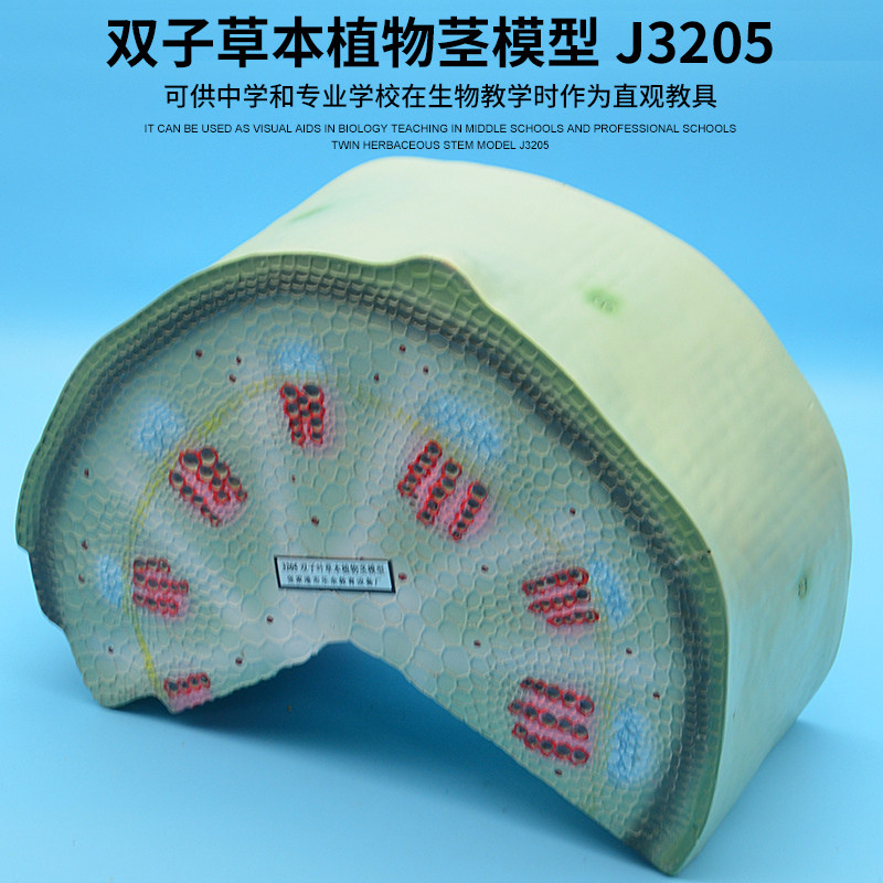 双子叶草本植物茎模型 j3205 初中高中生物实验器材中学教学仪器