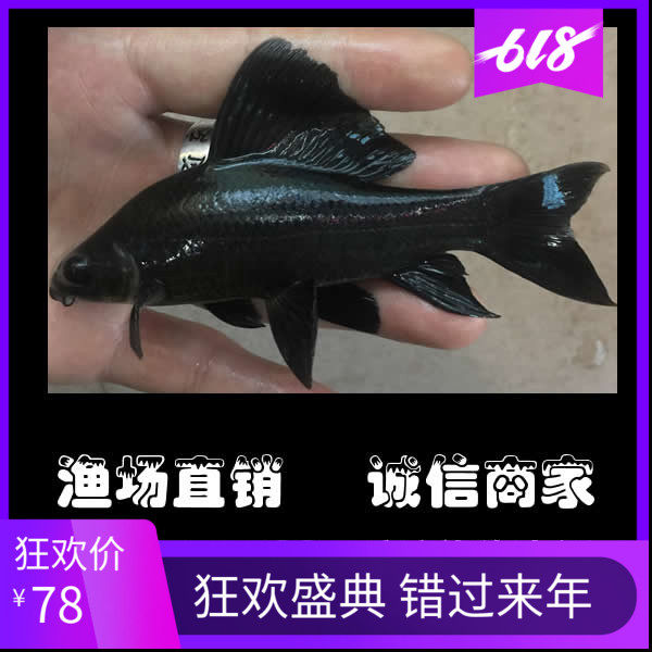 鲨鱼活体_黑鲨鱼黑美人鱼活体鱼贵族清道夫鱼缸除藻高手清缸利器热带