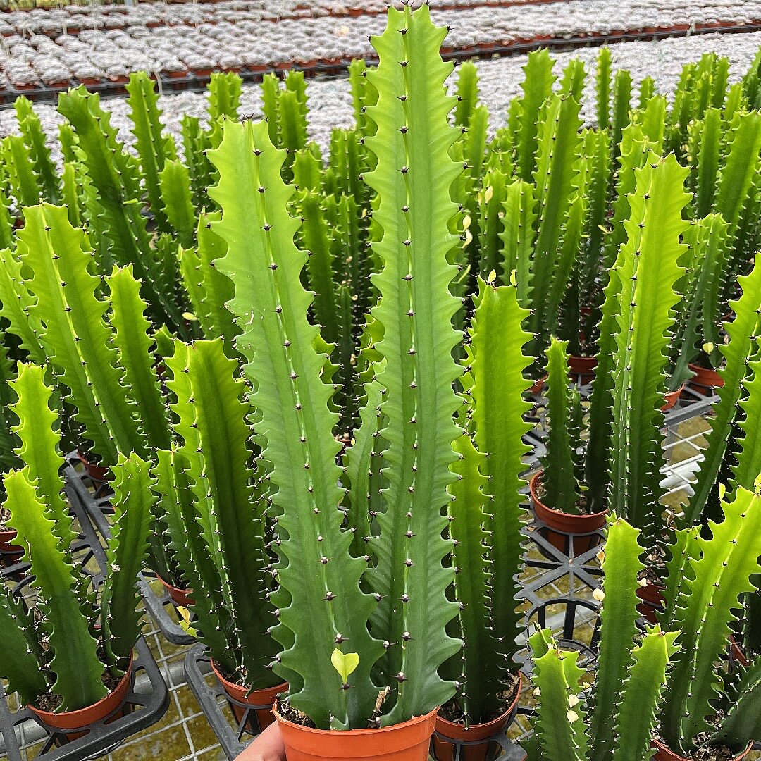 【镇宅招财】巴西龙骨大颗植物盆栽庭院客厅好养花净化空气防辐射