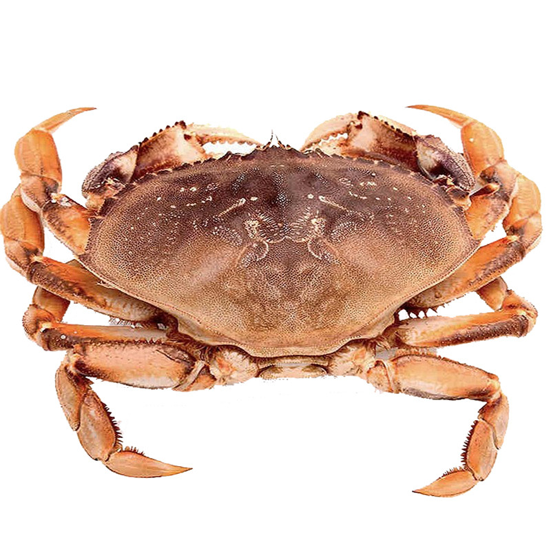 珍宝蟹600-800克/只在类目 水产肉类/新鲜蔬果/熟食, 海鲜/水产品/制品, 蟹类, 珍宝蟹中 - 来自Buy2taobao.com提供专业的淘宝代购服务