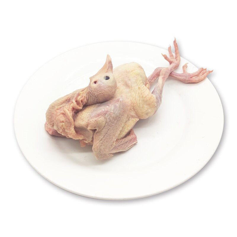 冰鲜乳鸽苏食食用新鲜食品烧烤调理肉鲜味美