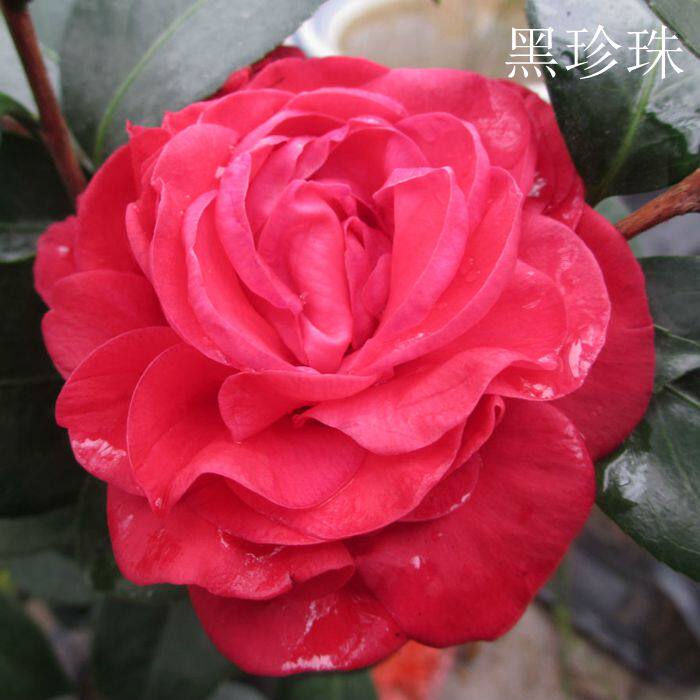 黑珍珠福建龙岩永福镇品种茶花花苗盆栽阳台客厅绿植