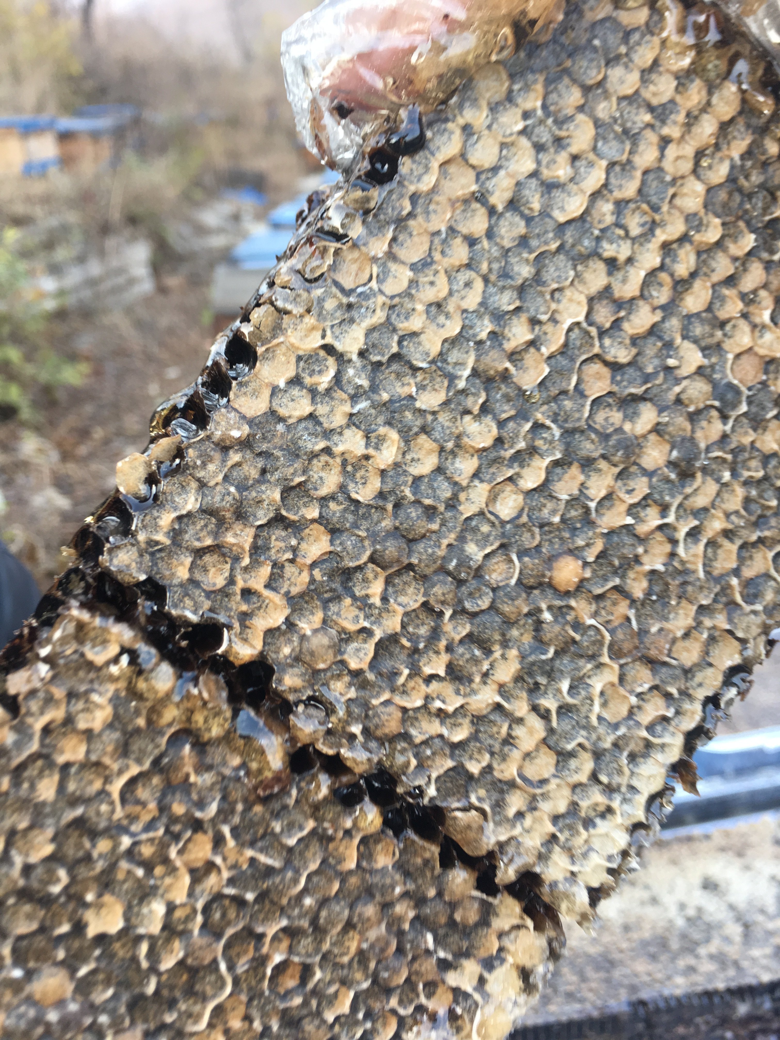 老巢蜜西坡蜂人快手两盒送自制蜂蜡润唇膏