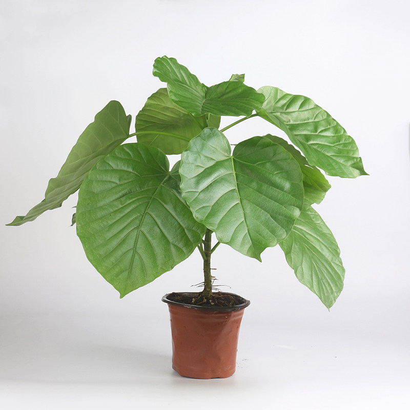 爱心榕伞榕心叶榕棒棒糖室内客厅办公室内净化空气观叶绿植物盆栽
