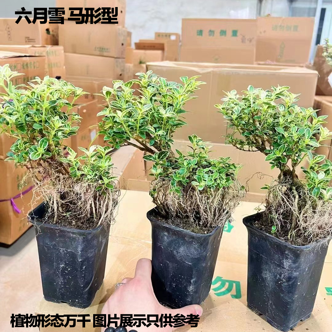 六月雪提根造型 马形造型盆栽观景植物 绿色室内植物散光植物