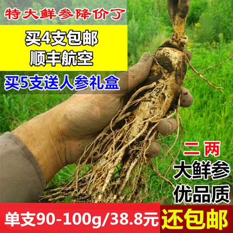 现挖东北吉林人参长白山带土新鲜人参 煲汤泡酒泡茶人叁 1支包邮