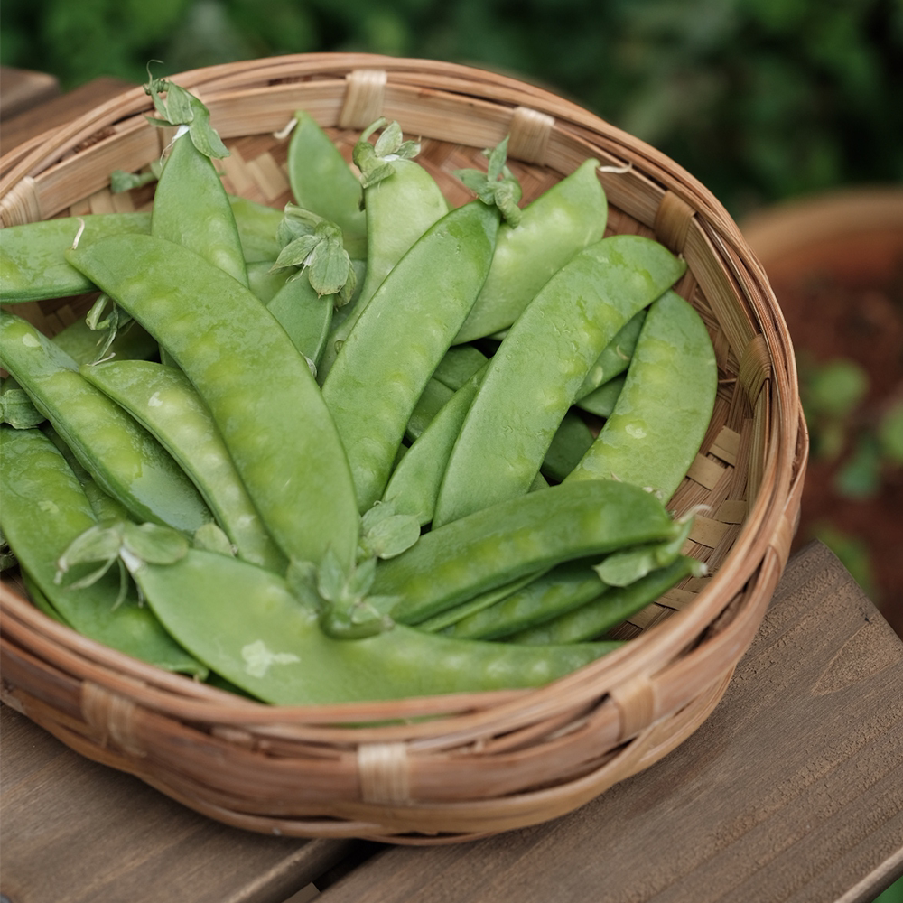 云南保山 荷兰豆 新鲜青豆荚 1kg 顺丰包邮