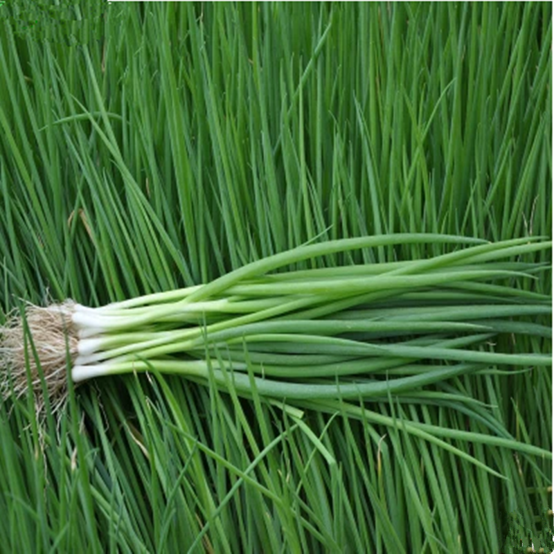 农家小葱种子百惠台湾香葱秋季冬季大田菜园四季阳台简单盆栽青葱