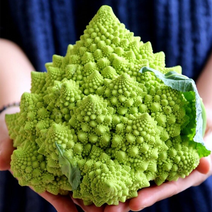 绿塔花椰菜宝塔菜种子螺丝菜春秋大田早熟四季庭院盆栽特色蔬菜籽