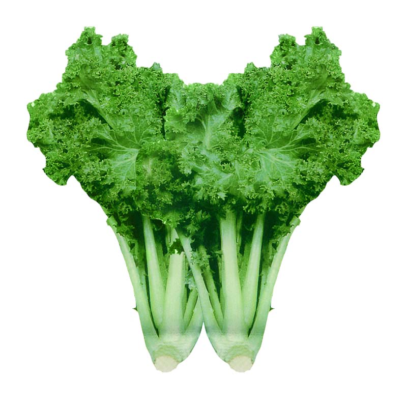 国产花叶苔菜种子春季秋季简单种植四季阳台盆栽专用庭院易种菜籽