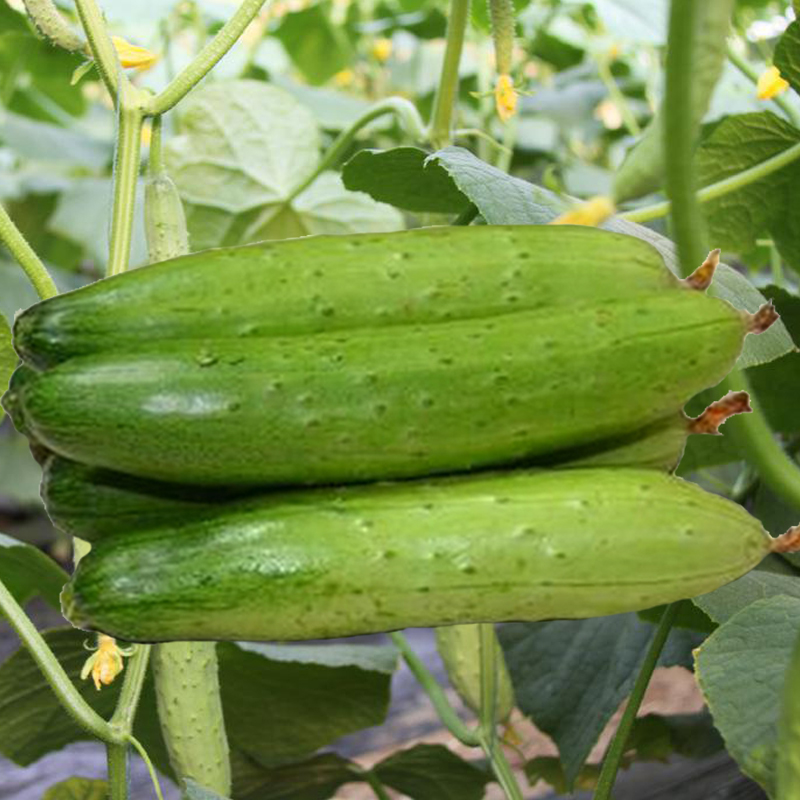 引进玛莎奶油旱黄瓜籽绿满地水果地黄瓜种子春秋季盆栽蔬菜种籽孑