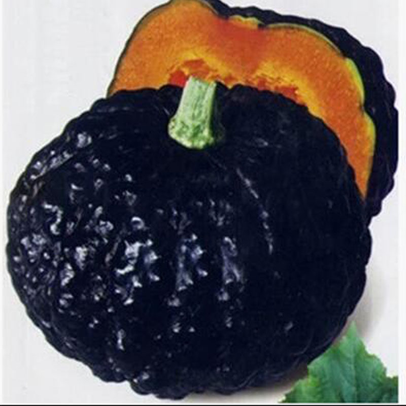 日本黑南瓜种子短蔓蜜王面瓜春秋季大