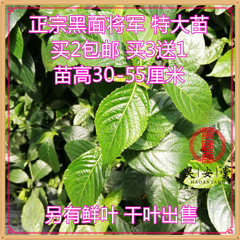 昊安堂黑面将军草脆叶马兰特大苗高30-50厘米拍3送1 鲜叶盆栽食用