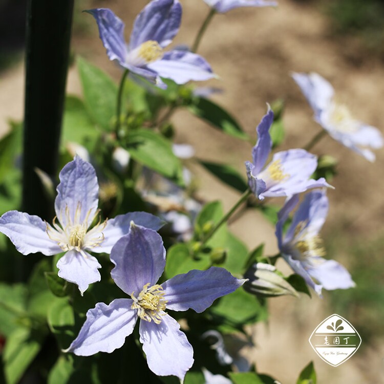 全缘组铁线莲阿拉贝拉灵感如古幸福之鸟朱莉直立老园丁花园盆栽