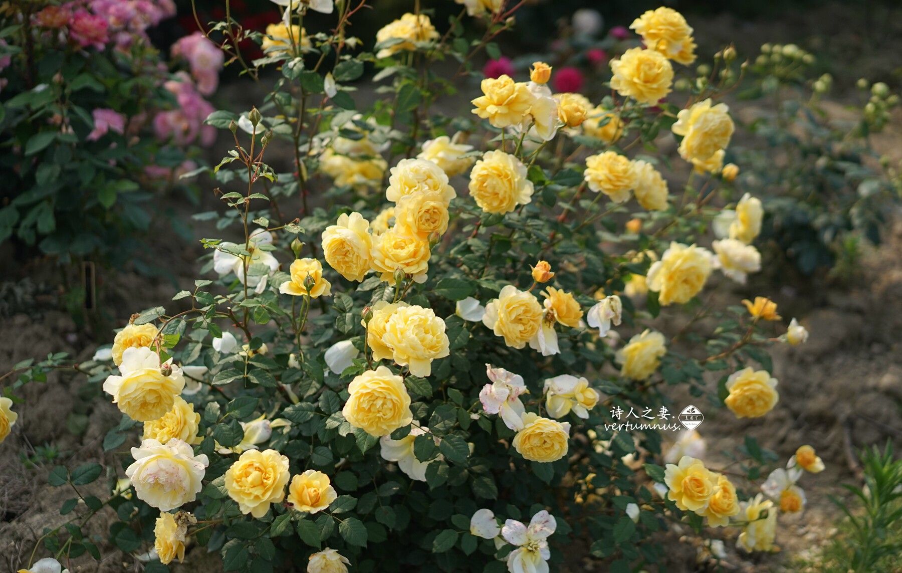 奥斯汀灌木月季p11①瑞典诗人之妻夏洛特裘德亚伯 老园丁庭院盆栽