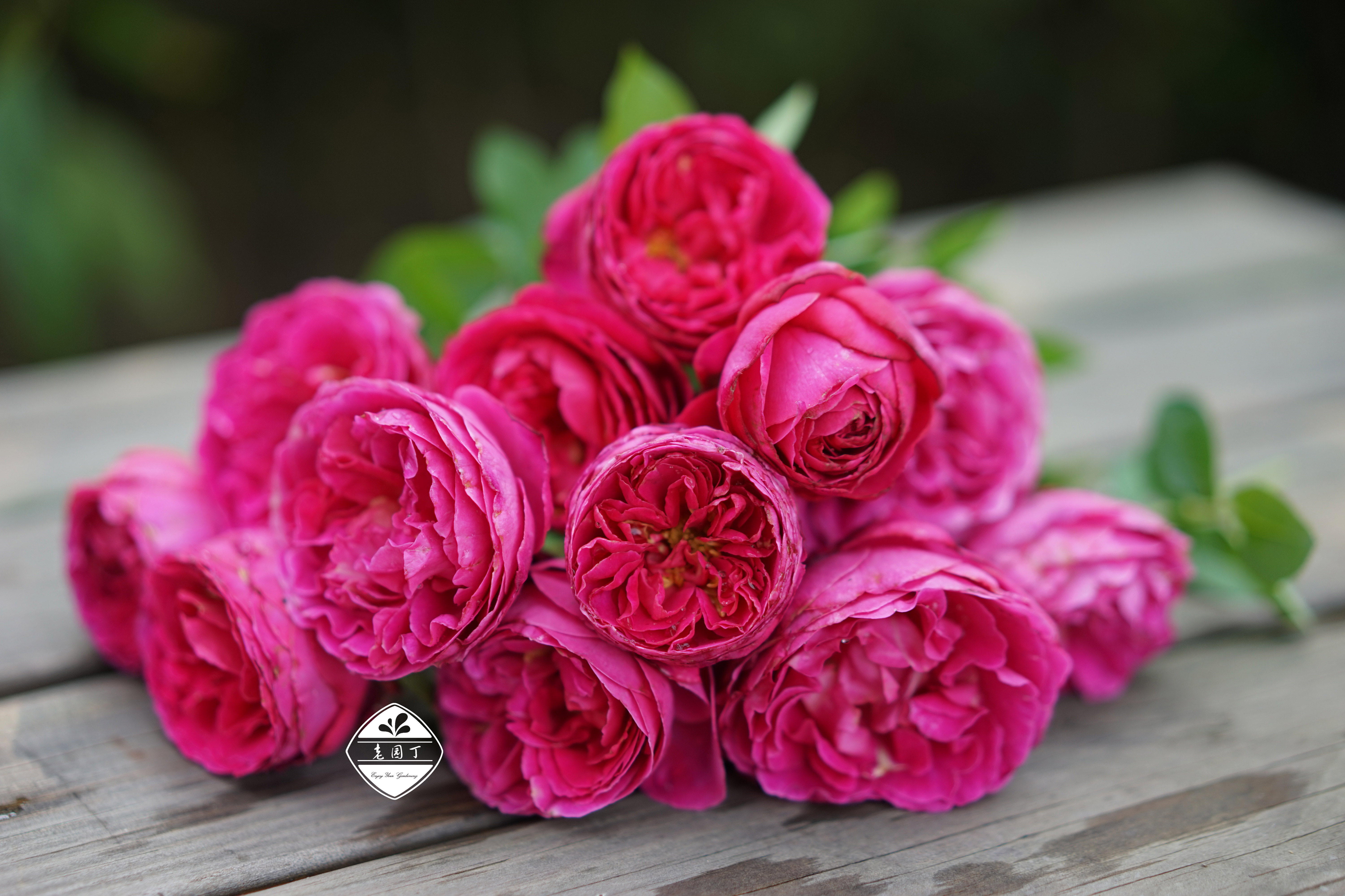 p11盆学院梅子布丁朱丽叶宝贝绿色行星贞德花宫娜老园丁盆栽月季