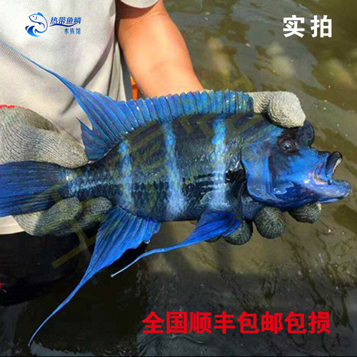 坦湖慈鲷 布隆迪六间活体鱼苗 野生萨伊蓝六间活体 伊巴卡六间