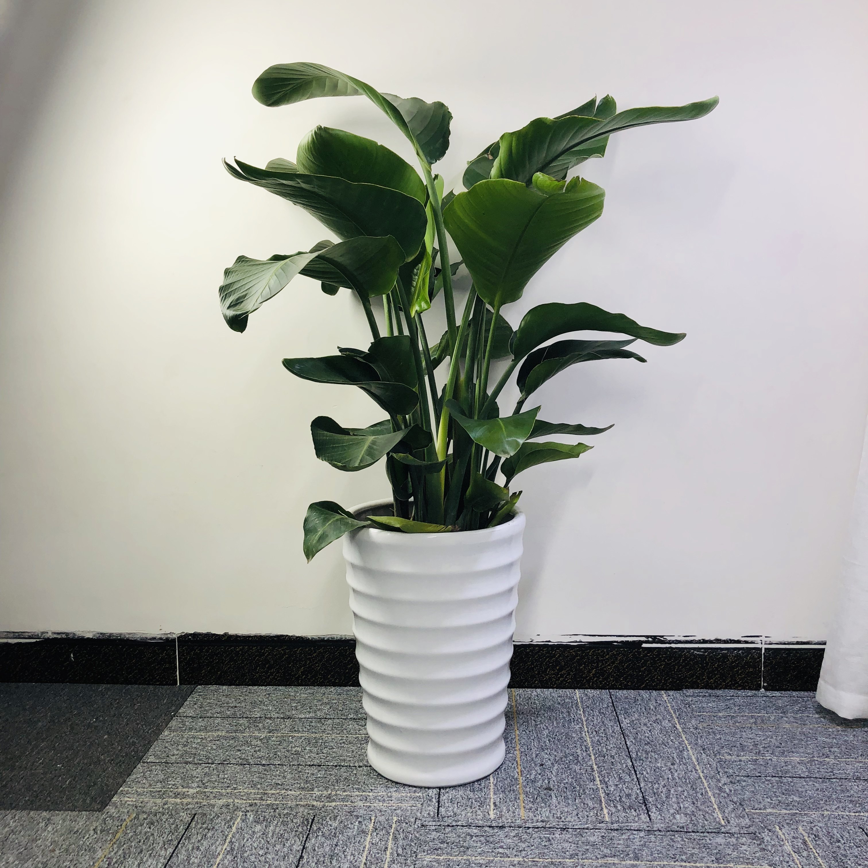 一折天堂鸟植物 大 北欧风格