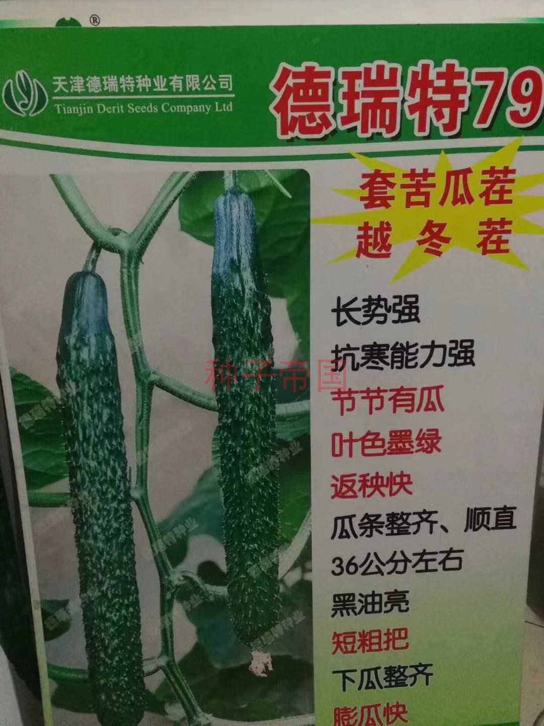 德瑞特792017全雌油亮秋冬茬黄瓜种子