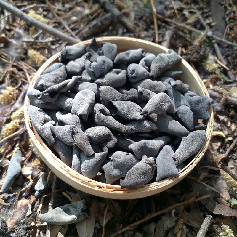 长白山纯野生秋耳东北椴木鼠耳小碗耳黑木耳黄松甸黑山500g特级