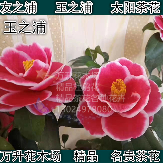 玉之浦茶花 友之浦茶花 太阳茶花 珍贵名贵新品茶花
