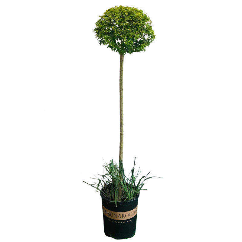 热销园艺植物 四季常青