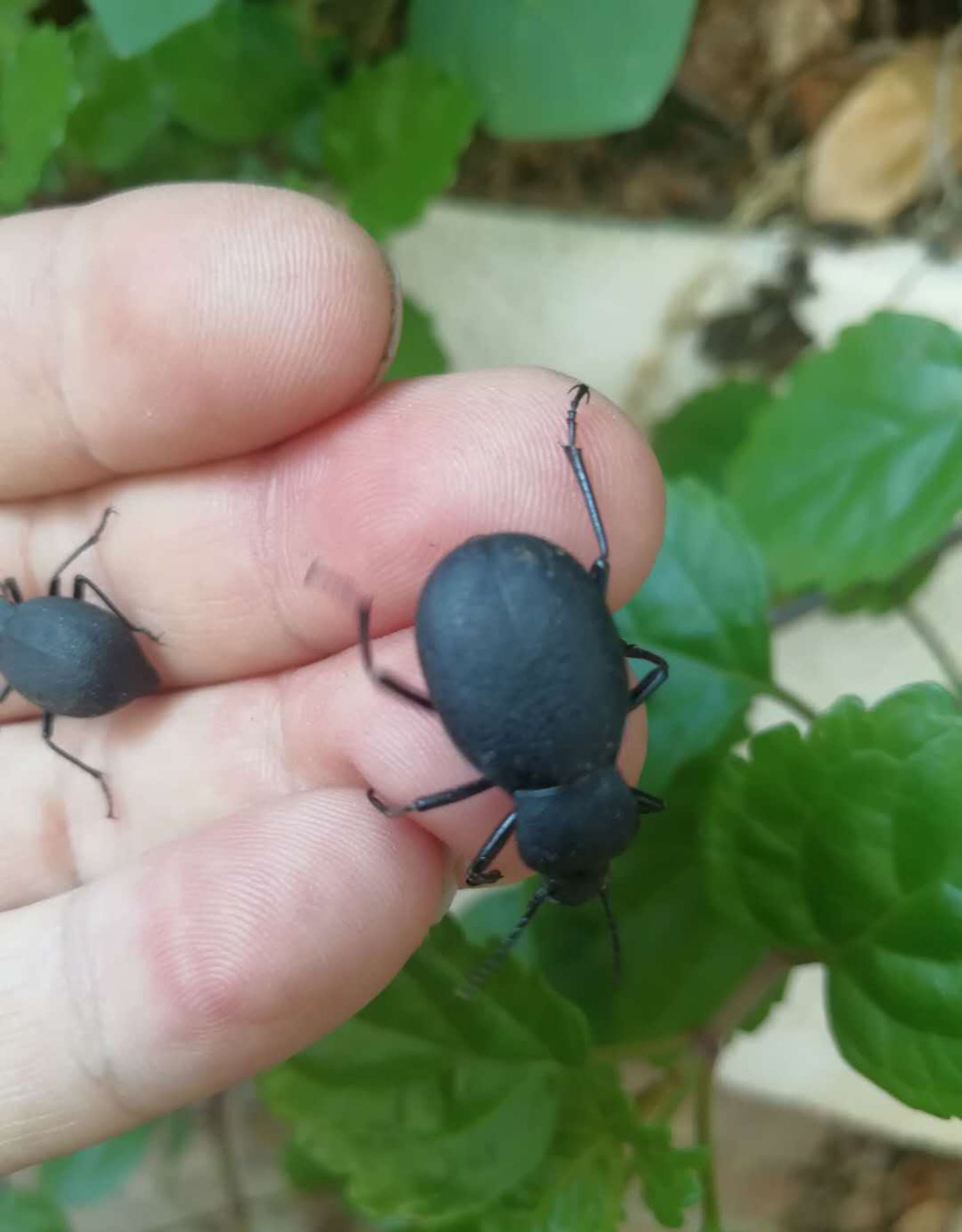云南喙尾琵琶甲臭壳子小黑虫打屁高脚臭虫黑婆娘虫药引子活虫药材