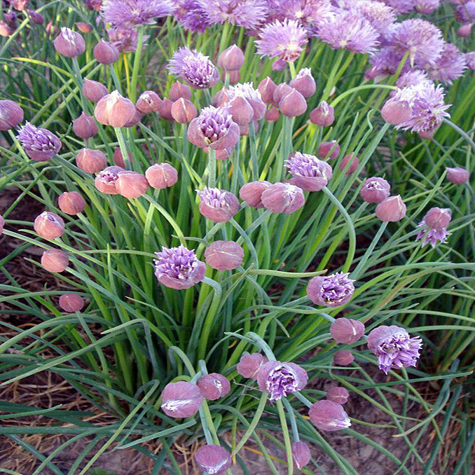 虾夷葱花苗观赏与食用耐寒耐热易养鲁虹园艺春节特惠