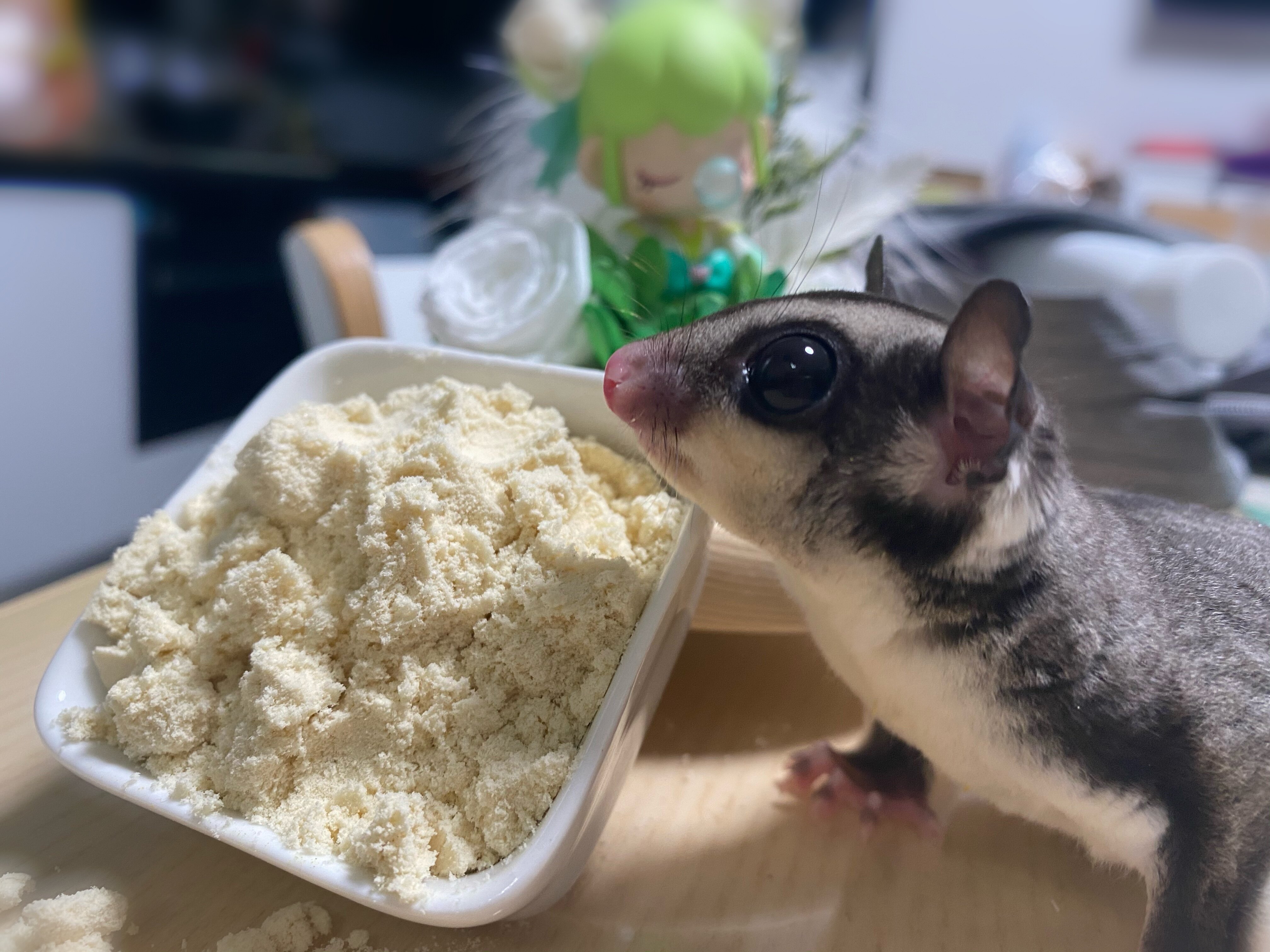 83淘宝蜜袋鼯粮食主粮幼崽