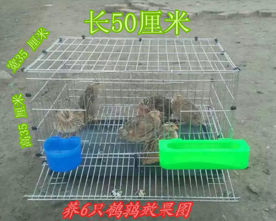 加粗自动滚蛋家用产蛋鹌鹑笼子