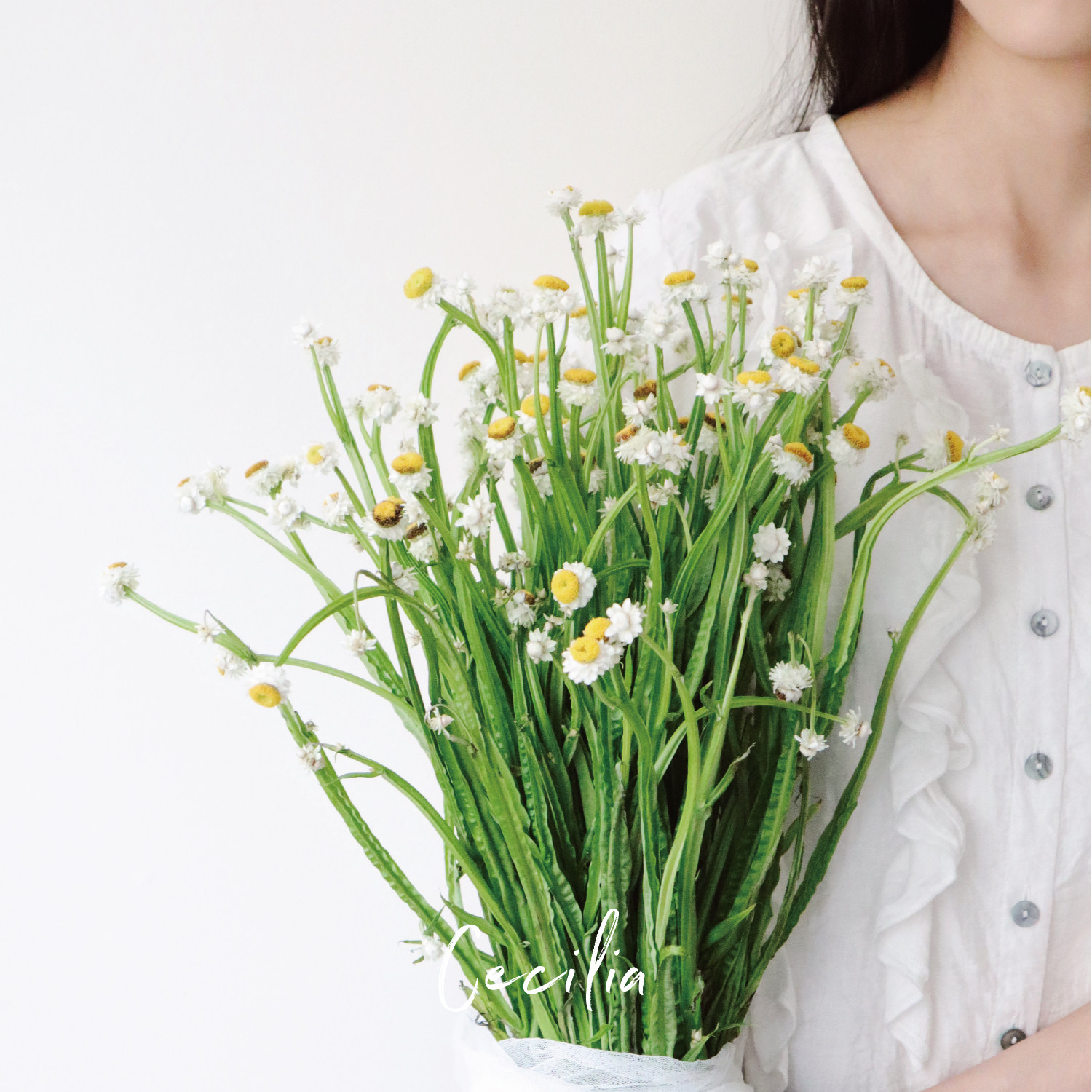cecilia银包菊鲜花小清新家用水养花束可风干鲜花云南基地直发