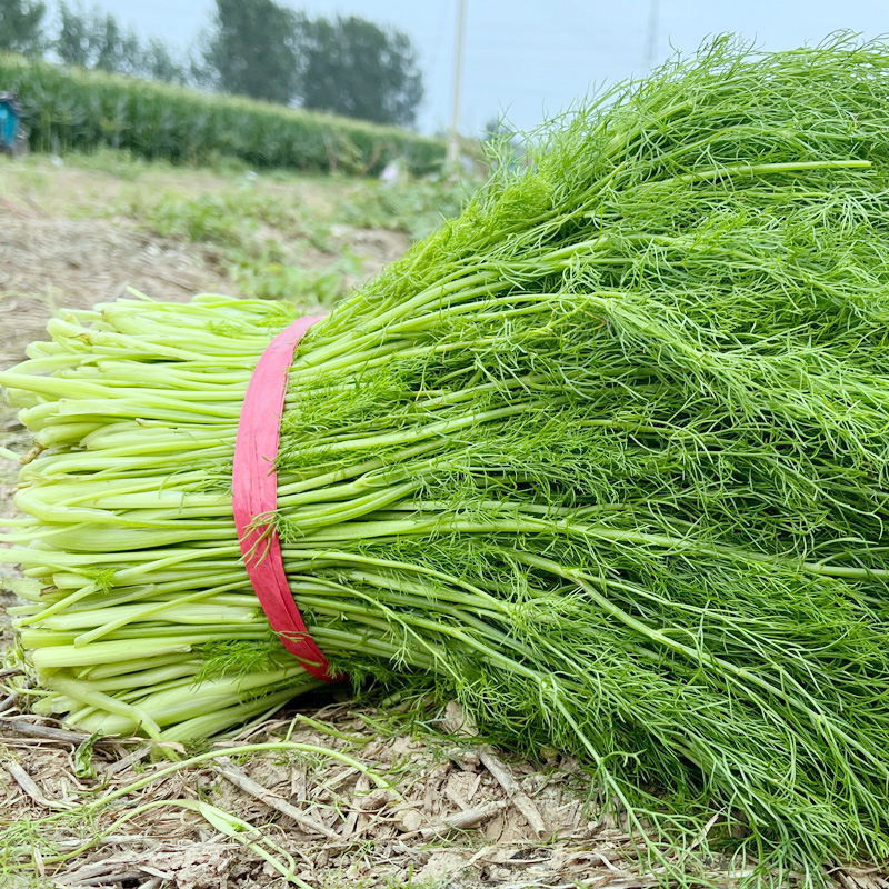 山东茴香菜新鲜包邮鲜嫩小茴香苗不带根荤香菜鲜茴香饺子馅4斤12