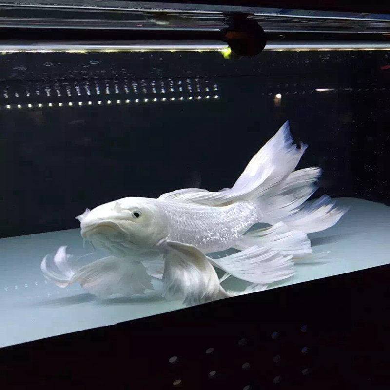 观赏鱼淡水活体宠物鱼白金龙凤锦鲤蝴蝶鲤龙蝶鲤鱼