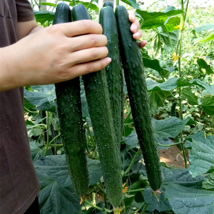 耐热耐寒黄瓜种子富农黄瓜密刺青瓜农家基地温室大棚四季种植菜籽